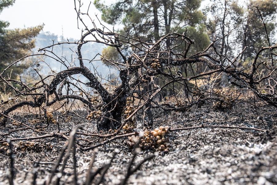  Según informó Protección Civil, en las tareas de extinción han participado 141 bomberos con 46 medios terrestres y 13 aéreos.