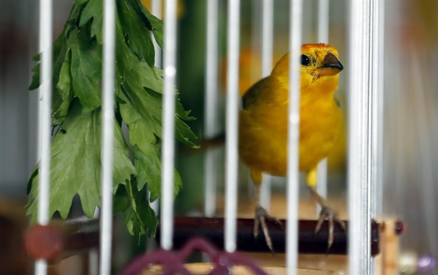 Canario Costeño (Sicalis flaveola) en el Centro de Fauna Silvestre de Bogotá.
