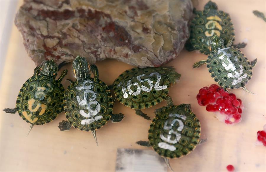 Tortugas Hicotea (trachemys callirostris) en el Centro de Fauna Silvestre de Bogotá.