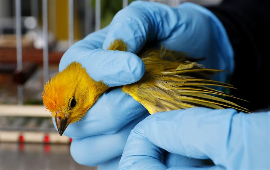 Canario Costeño (Sicalis flaveola) mientras es valorado por especialistas en el Centro de Fauna Silvestre de Bogotá.
