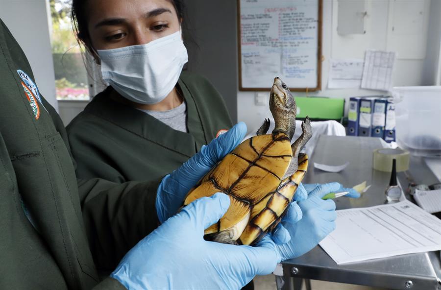 Tortuga Cajita (Kinosternon leucostomum) durante su valoración por especialistas en el Centro de Fauna Silvestre de Bogotá.