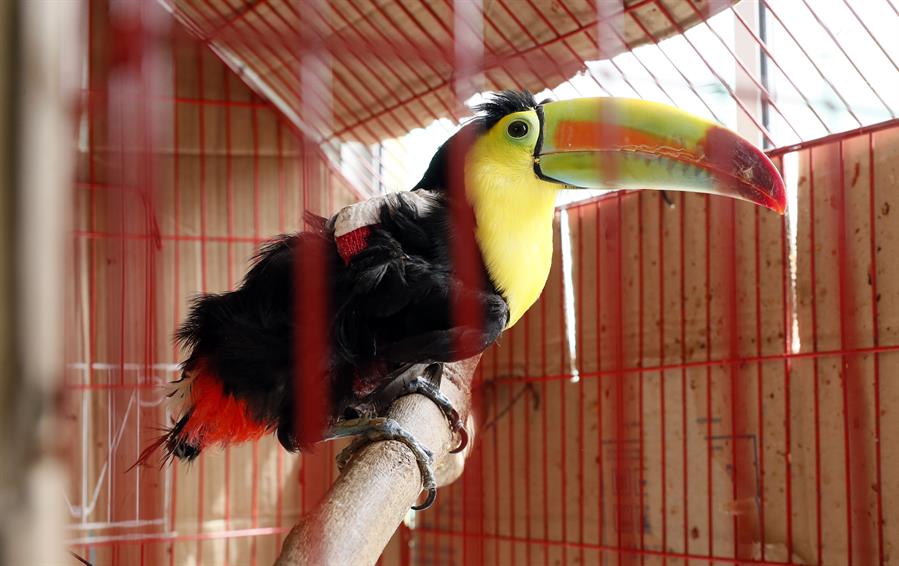 Tucán del Caribe (Ramphastos sulfuratus) en el Centro de Fauna Silvestre de Bogotá.