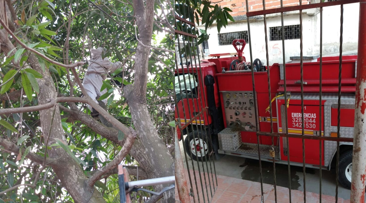 Avispas negras controladas en un colegio del barrio Ciudadela Metropolitana de Soledad.