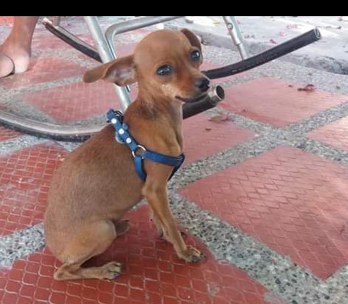 'Pinki', perro extraviado.