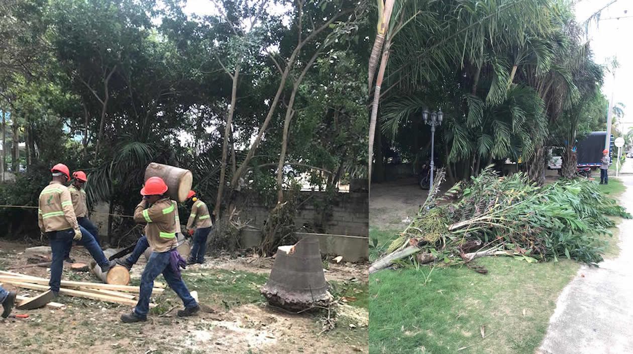 Operarios cargando los troncos productos del 'arboricidio'.