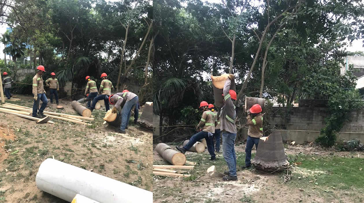 La tala sorprendió a los vecinos del sector.