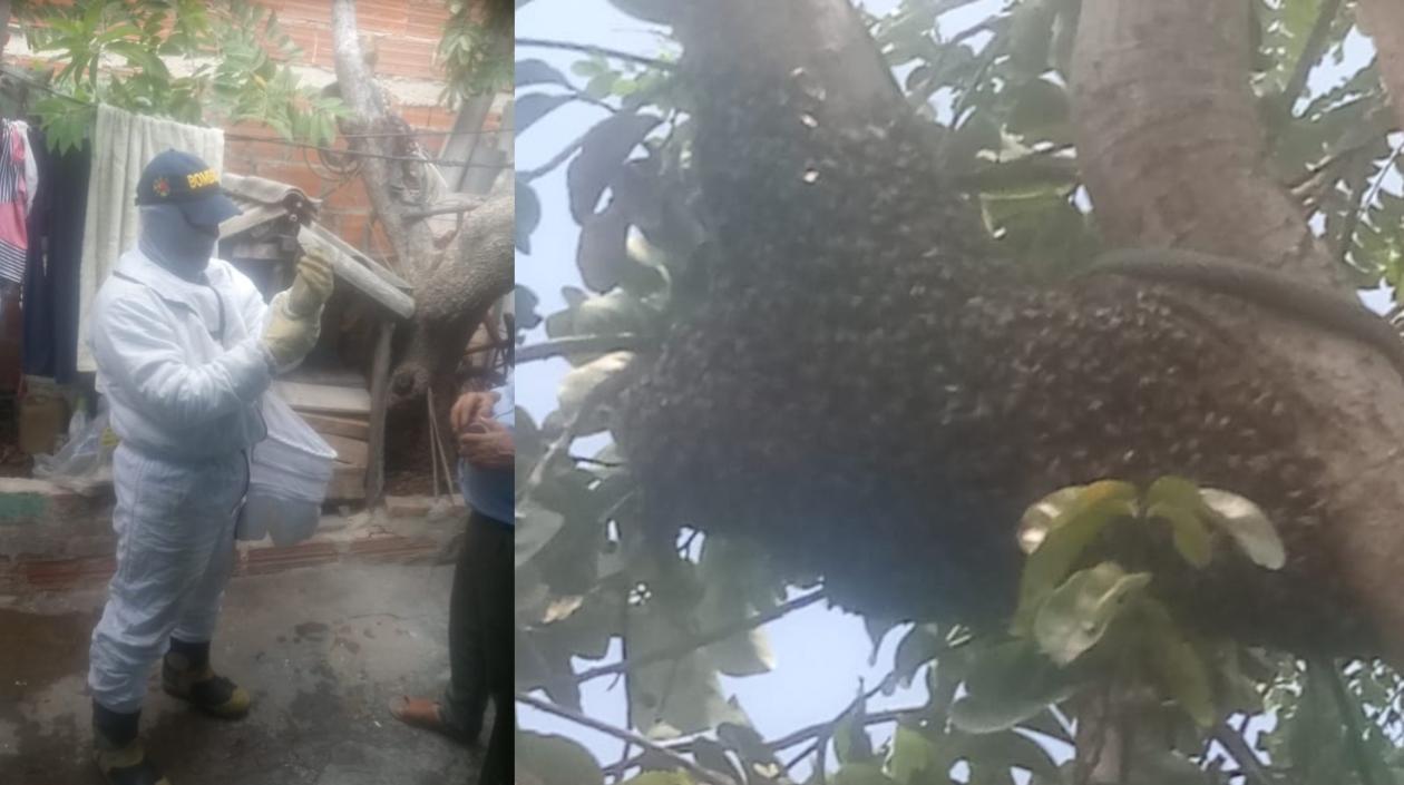 Lo mejor cuando encuentre un panal de abejas es llamar a los bomberos.