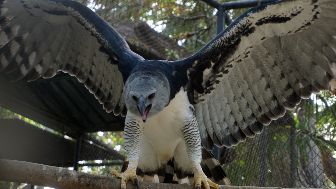 Águila Harpía