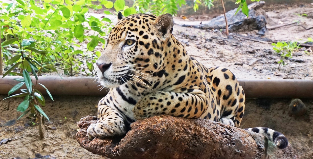 Jaguar