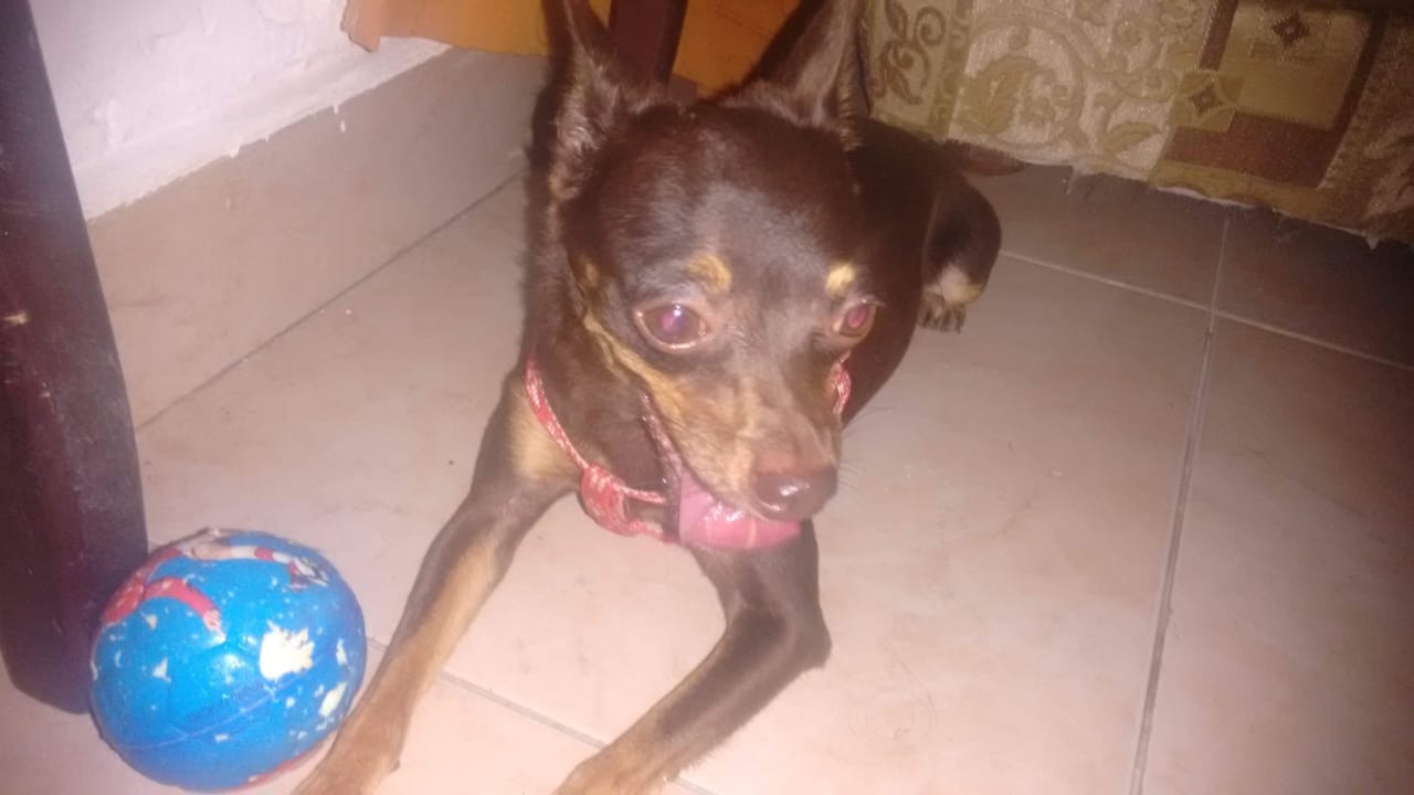 'Choky', perrito extraviado.