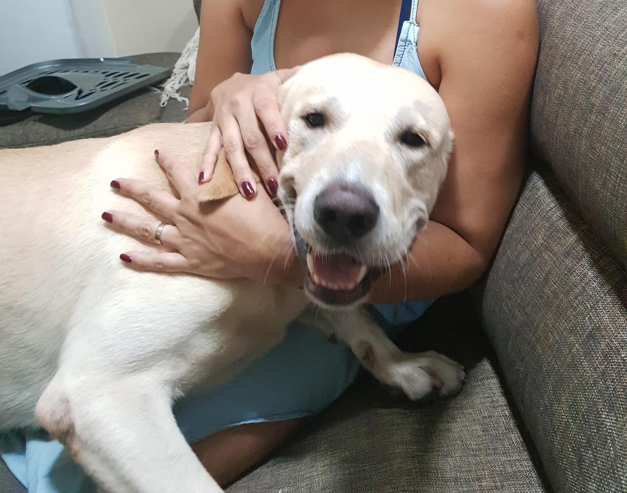 'Bruno', perrito extraviado.