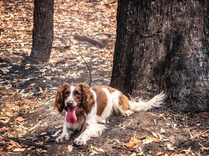 La perrita 'Taylor'.