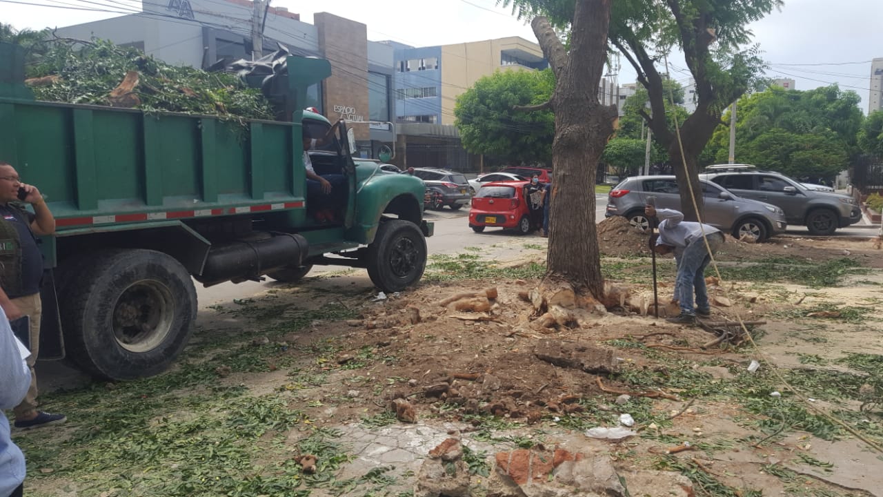 Tala de árboles en el norte de Barranquilla