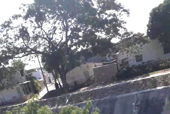 Cortesía Árboles podados y que habían sido sembrados por los vecinos.