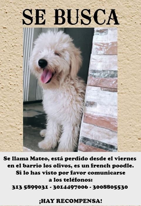 'Mateo', perrito extraviado.