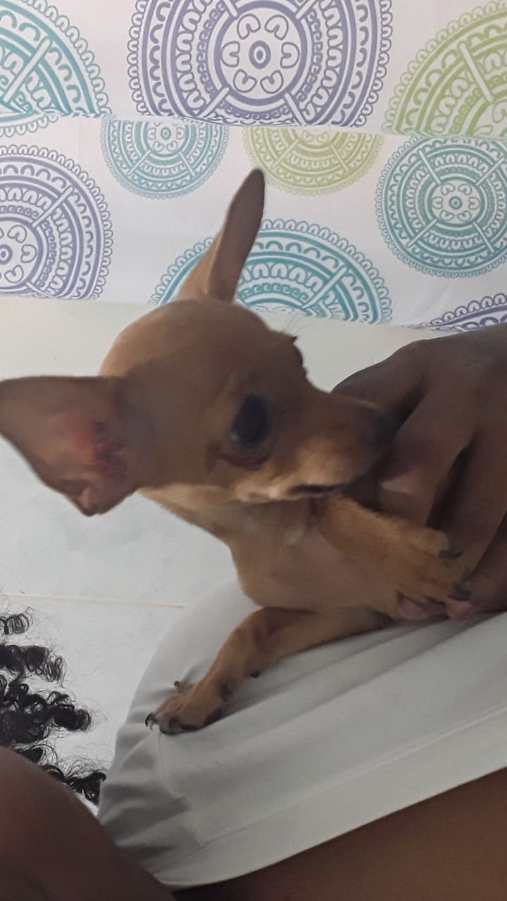 'May', perrito extraviado.