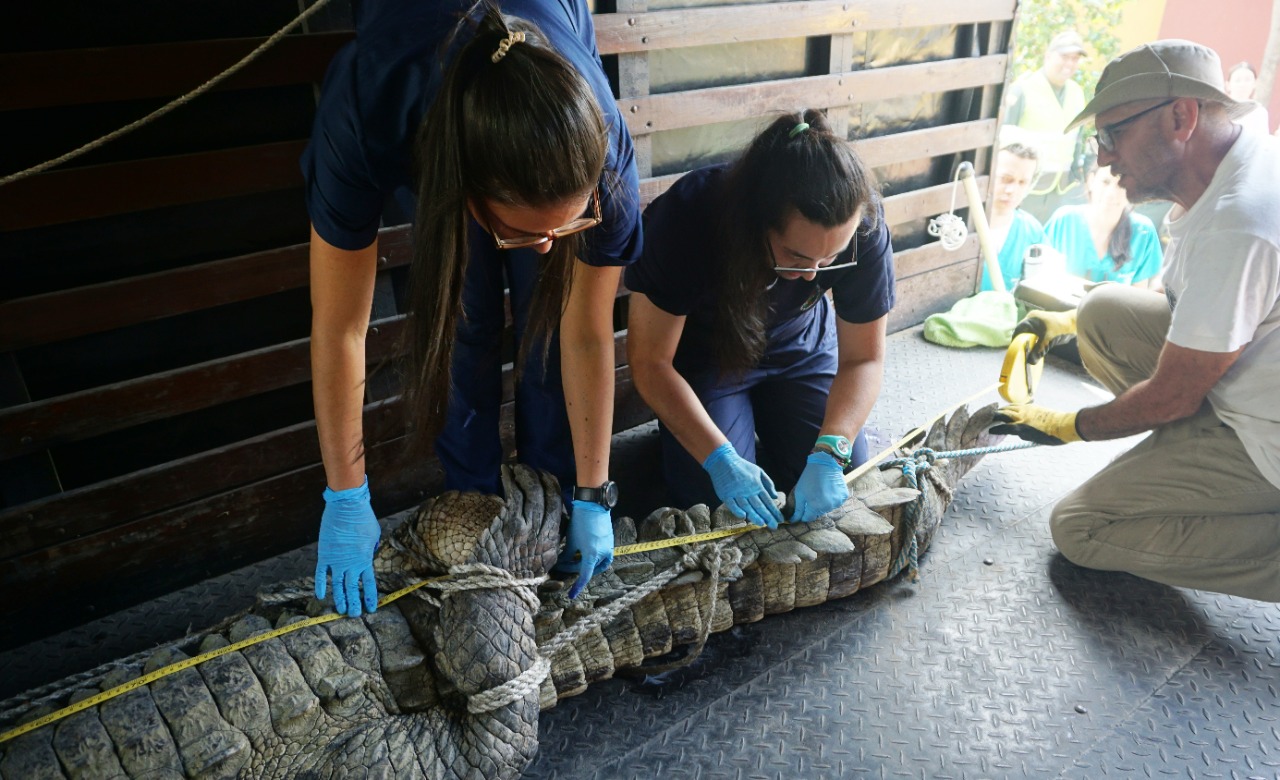 Veterinarios del ZOO atienden al caimán aguja.