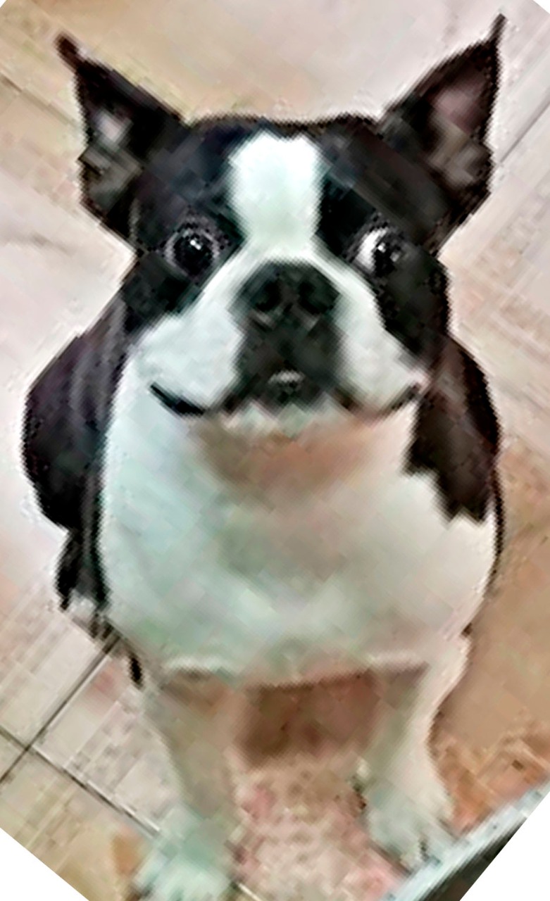 'Zeus', Boston terrier extraviado.