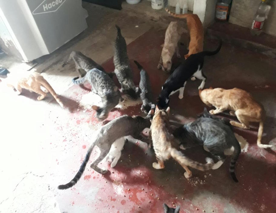 Los animales agrupados en la vivienda del barrio San Vicente.