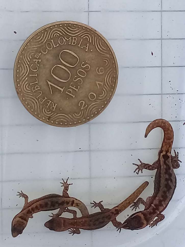 Varios lagartos fotografiados al lado de una moneda de 100 pesos.