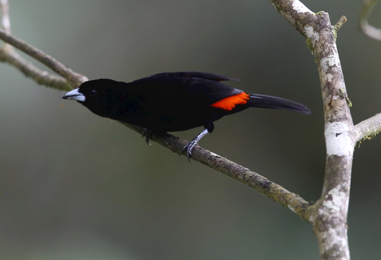 Un ave de la especie Pico de plata/ Ramphoncelus Flamigerus.