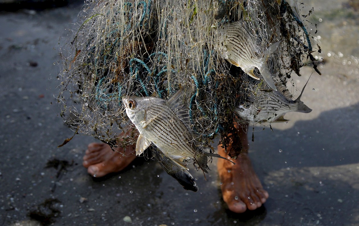 EFE/ Un pescador de La Boquilla, un corregimiento vecino de Cartagena de Indias (Colombia), fue reigstrado al mostrar el escaso producido de una de sus faenas.