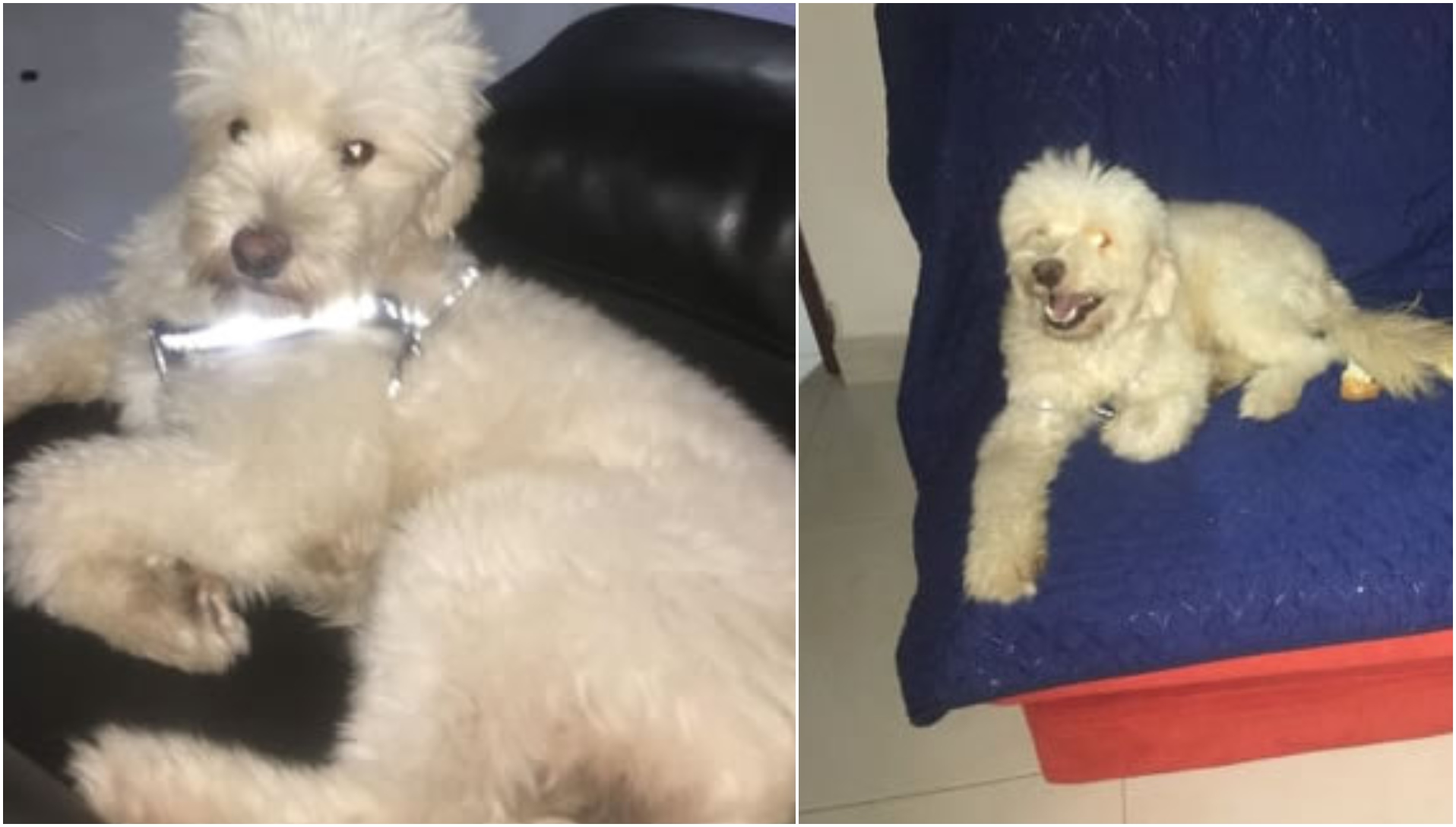 'Bruno', el french de 3 años que robaron en Santo Domingo.