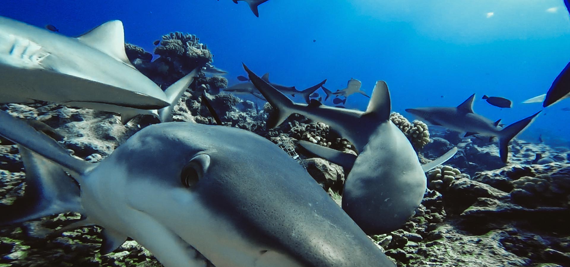 Un tiburón nada junto a una estación de video submarina remota con cebo Global FinPrint en Takaroa, Polinesia Francesa. 