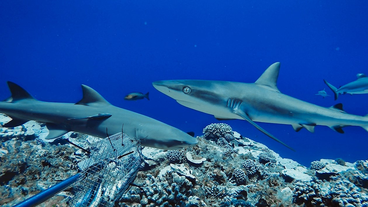 Fotografía de 2017 cedida por el proyecto Global FinPrint donde se observan unos tiburones nadando en la zona de la Polinesia francesa en el océano Pacífico. 