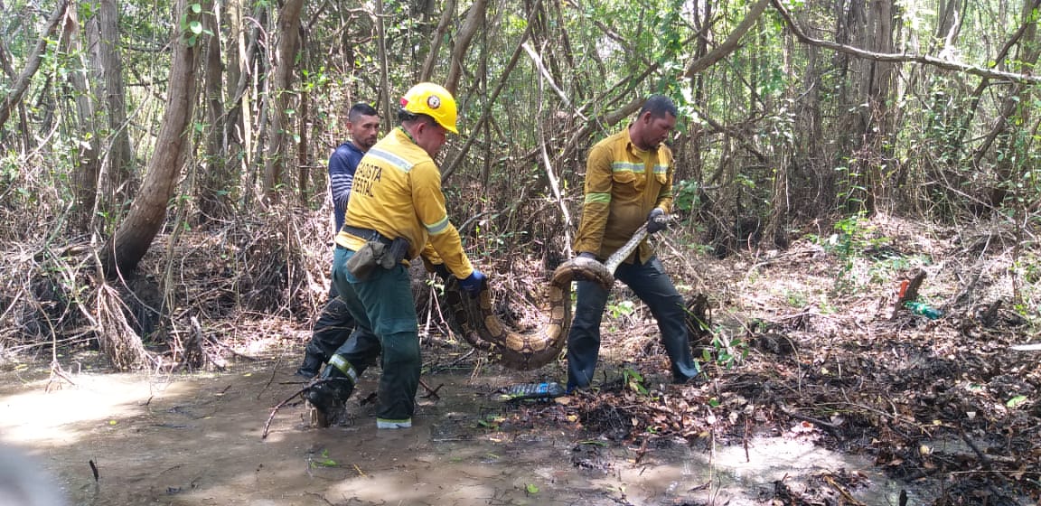 Guardaparques de la Brigada Forestal del área protegida rescataron a esta boa constrictor y lograron ponerla a salvo de las llamas.