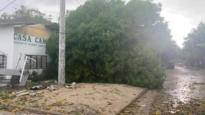 Árboles caídos tras el vendaval en Santo Tomás.