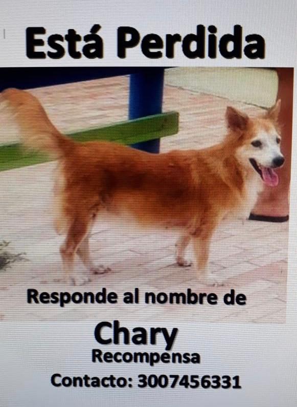 Aviso de búsqueda de 'Chary.