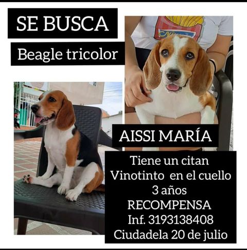 Mascota extraviada en la Ciudadela.