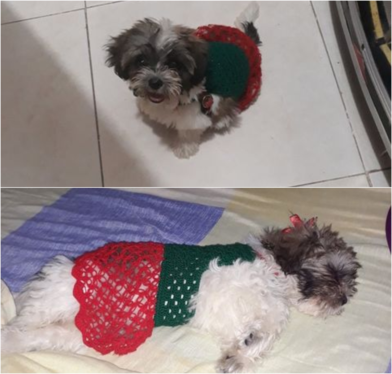 'Milu Sofía' fue robada.