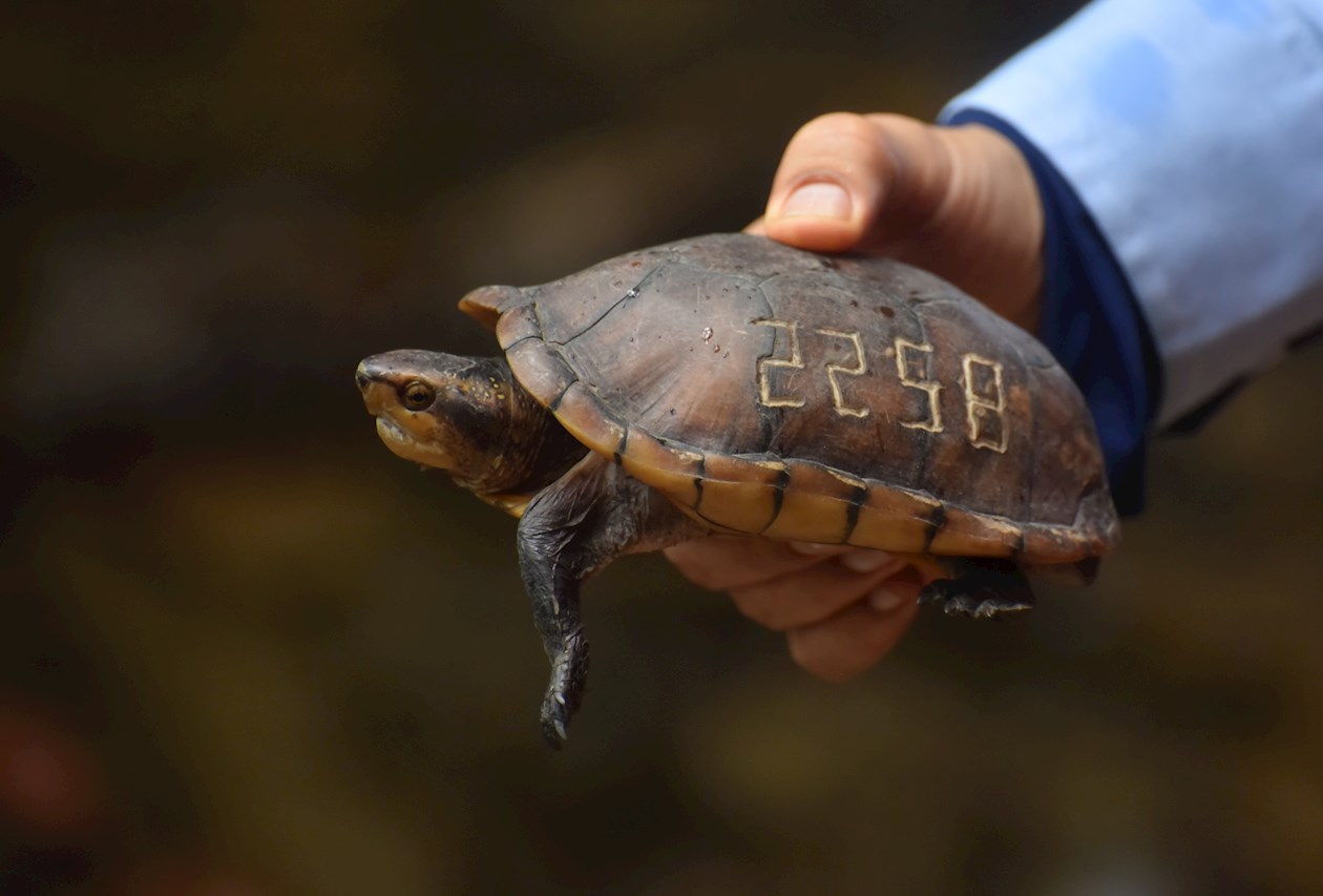 Miembros de la Corporación Autónoma Regional del Valle del Cauca CVC liberan una tortuga hoy, en Buenaventura (Colombia). 