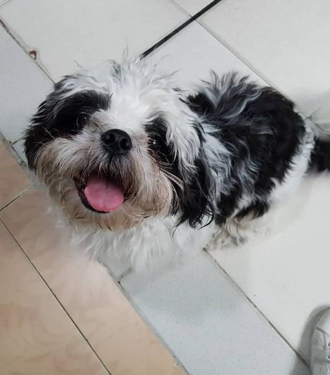 Shih tzu perdido en el barrio Los Robles.