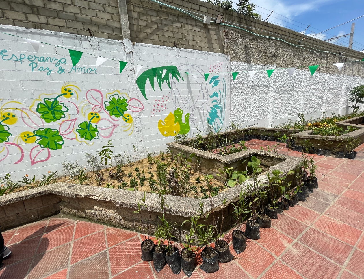 Imagen de las plantas.