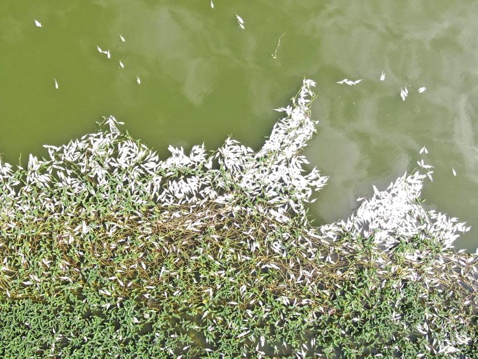 Mortandad de peces en la ciénaga de Luruaco.