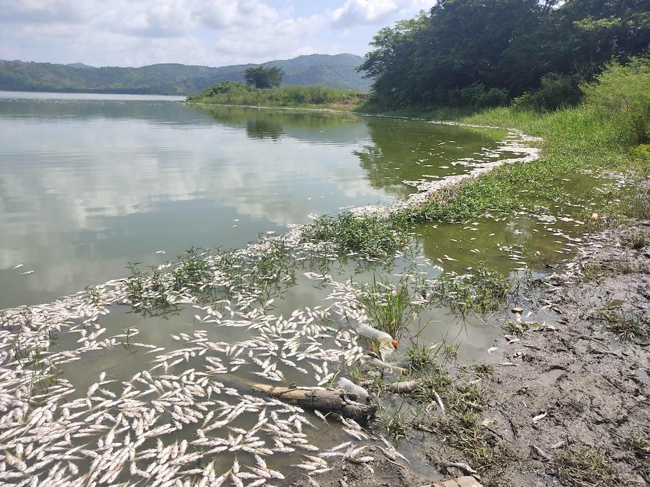 Mortandad de peces en la ciénaga de Luruaco.