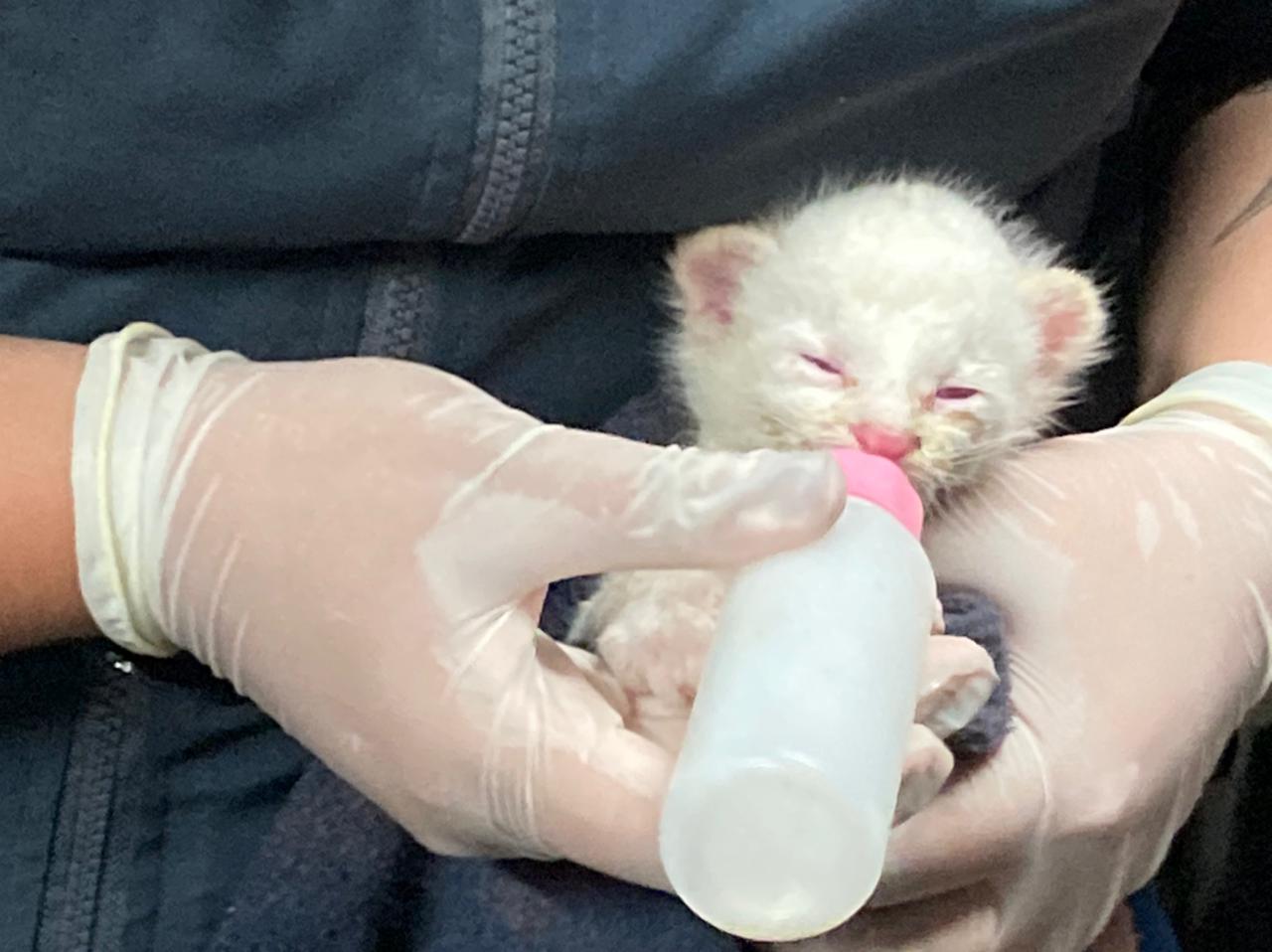  Felino albino rescatado es alimentado.