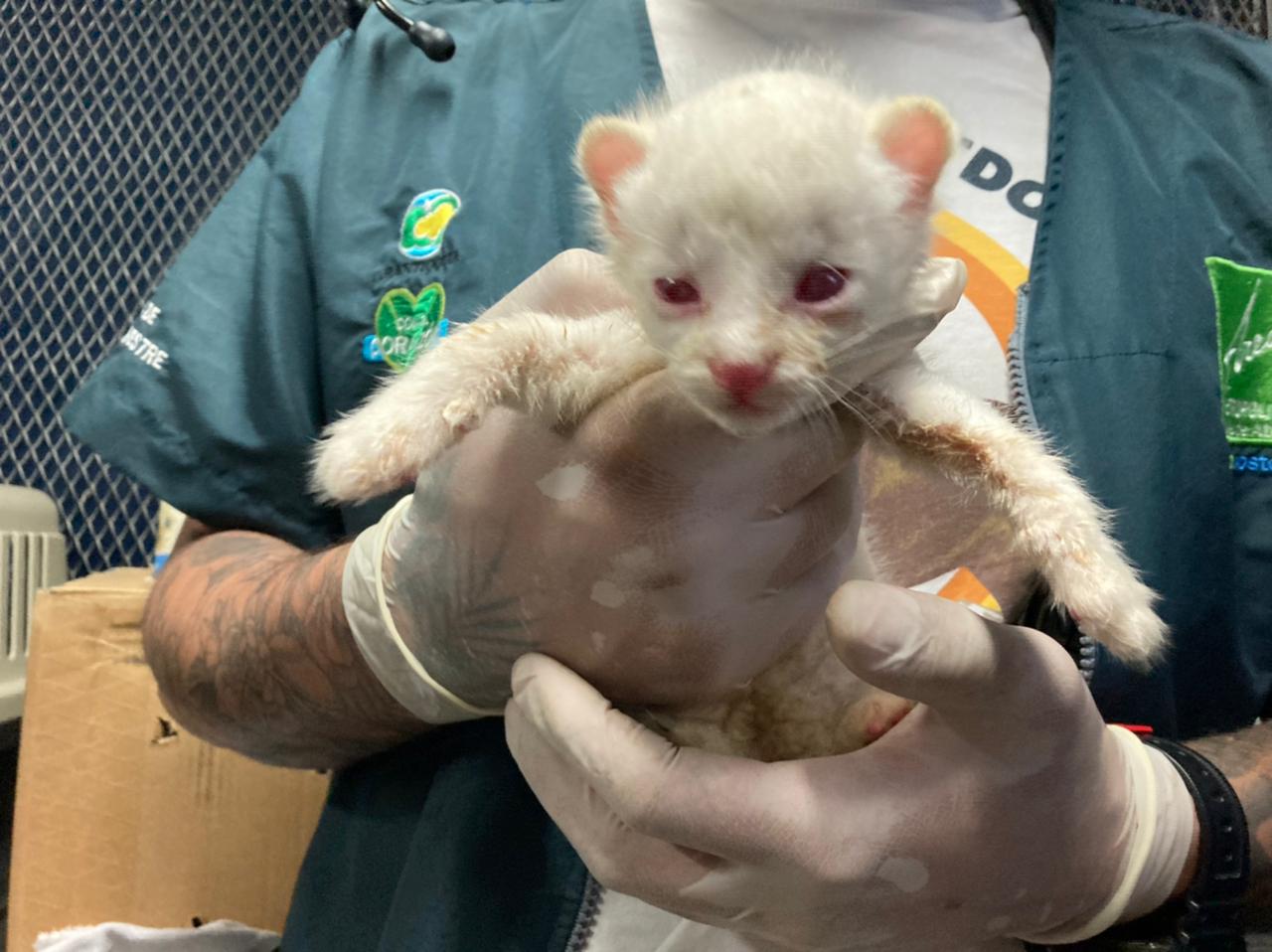 Felino silvestre albino rescatado.