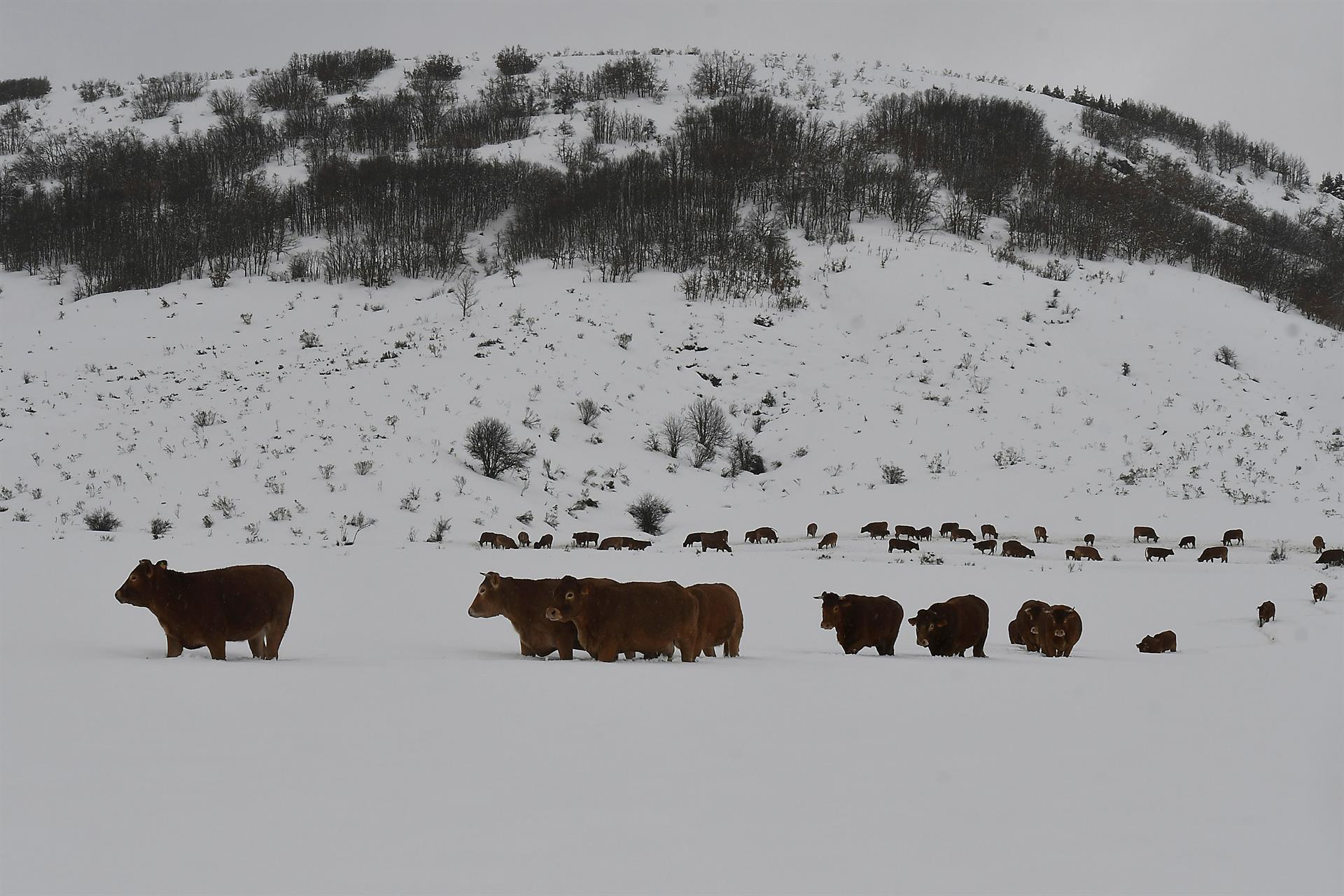 Ganado en medio de la nieve. 