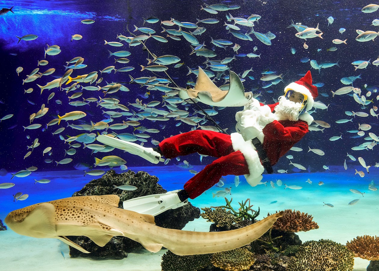 Un Papa Noel alimenta a peces en un acuario en Tailandia.
