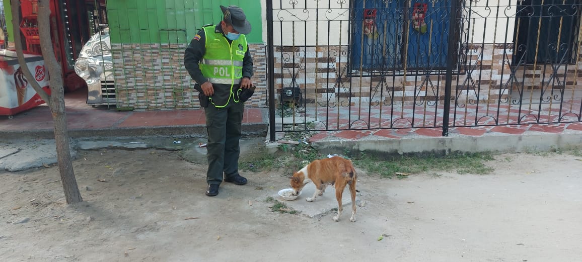 Cena navideña para perros de calle en Sabanagrande y Santo Tomás