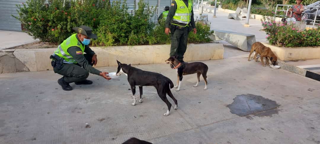 Cena navideña para perros de calle en Sabanagrande y Santo Tomás