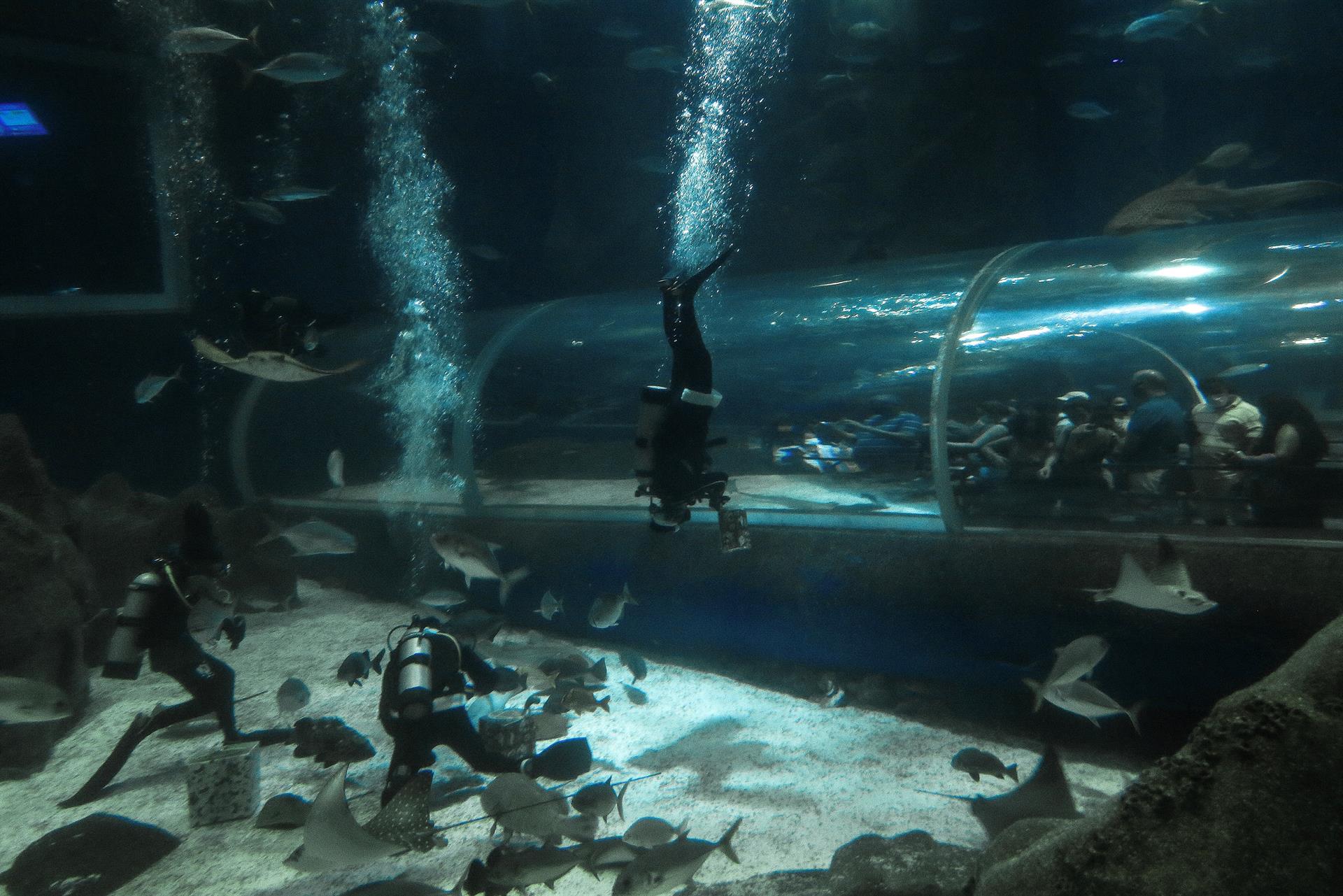 Imagen desde dentro del acuario. 