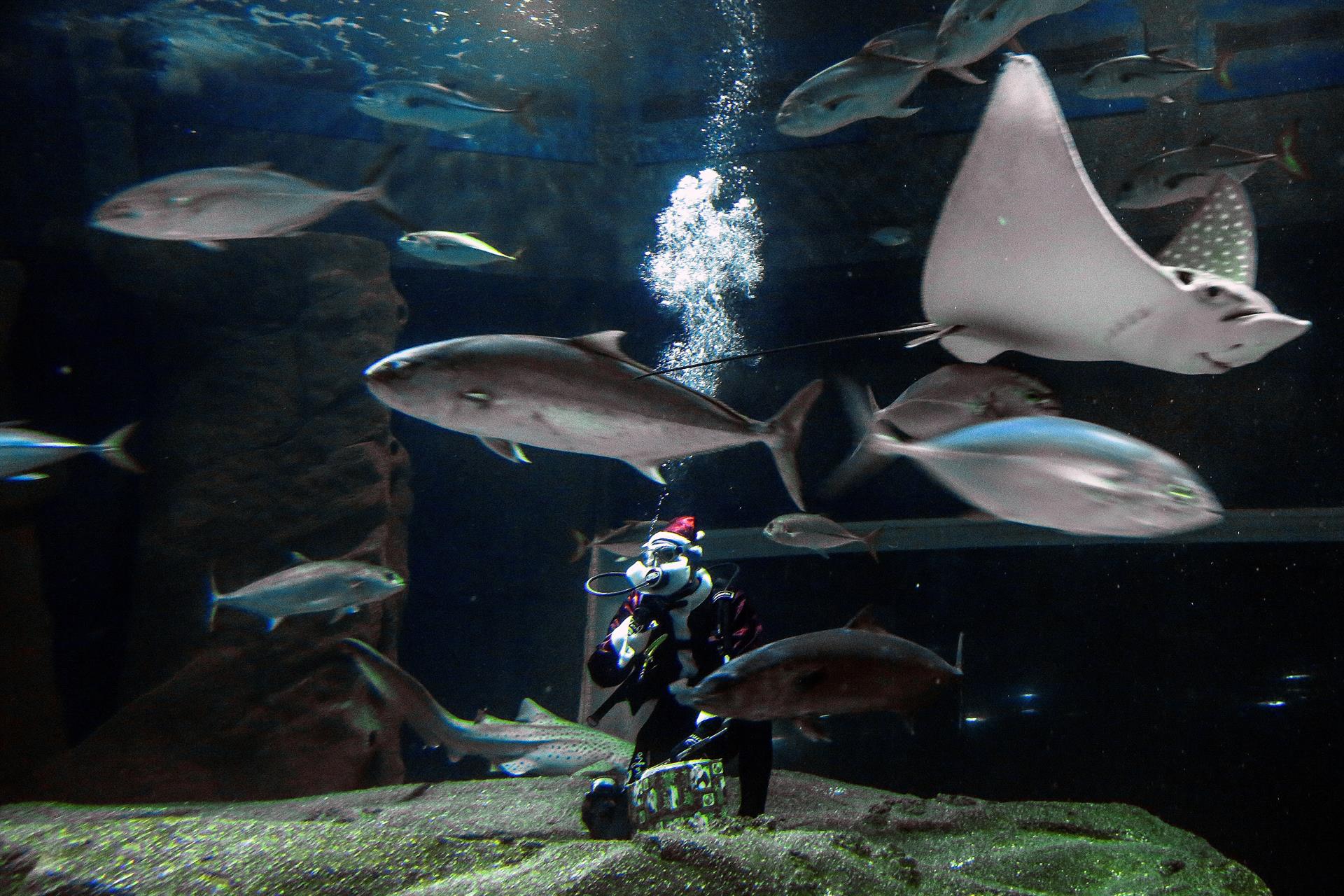 Papá Noel junto con los peces. 