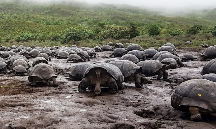 La erradicación en el entorno de cabras y burros en 2006 ha permitido, según los expertos, que la población de tortugas gigantes prospere.