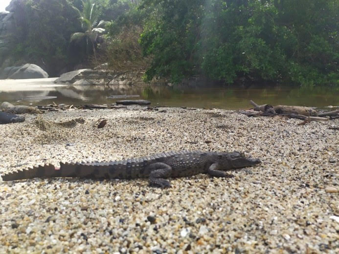 Ejemplar de Caimán Aguja del Parque Tayrona