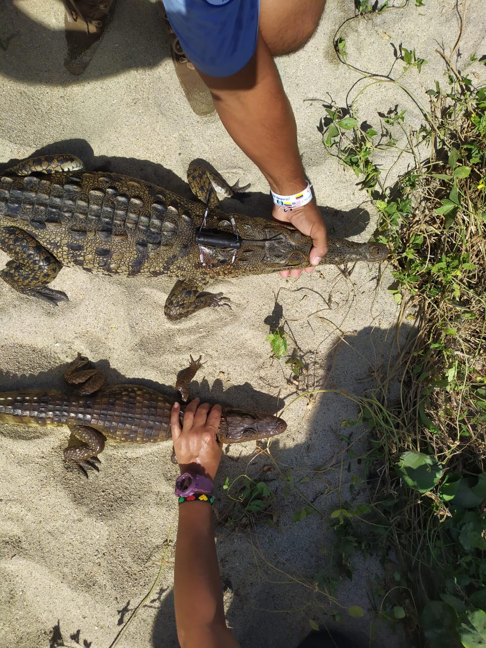 Otro ejemplar del Caimán Aguja del Parque Tayrona